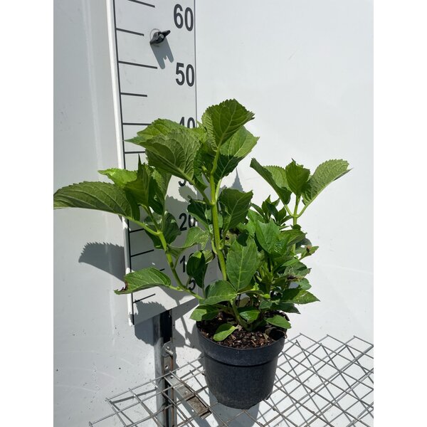 Hydrangea m. 'Blaumeise' - 3,0L