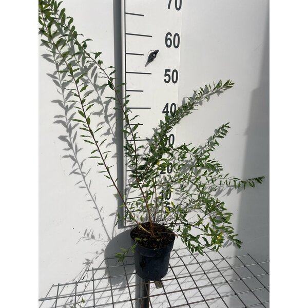 Spiraea cinerea 'Grefsheim' - 1,3L