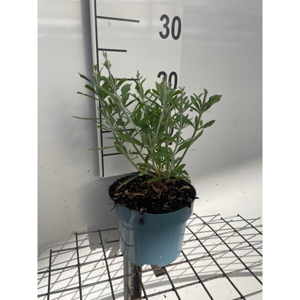 Perovskia atripl. 'Little Spire' - 2,0L