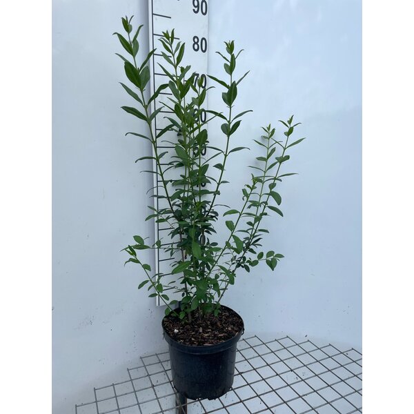 Ligustrum vulg. 'Atrovirens' - 5,0L