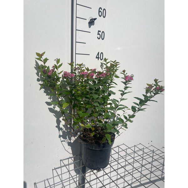 Spiraea jap. 'Manon' - 3,0L
