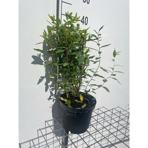 Spiraea billardii - 3,0L