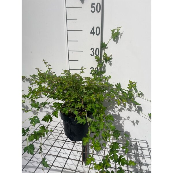 Stephanandra incisa 'Crispa' - 3,0L