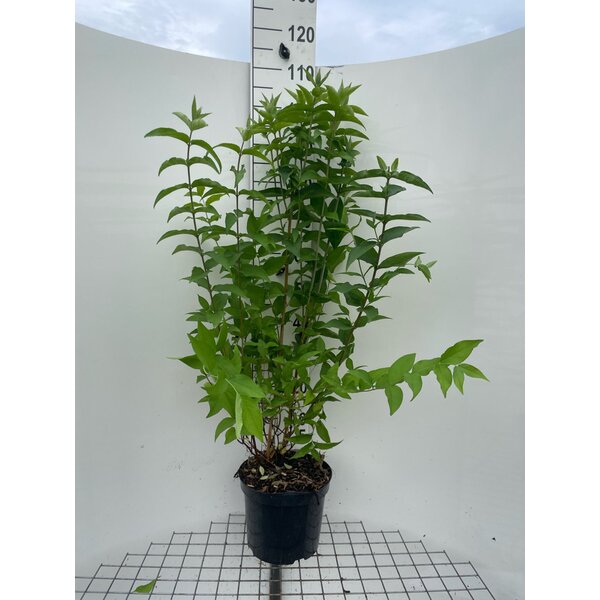 Deutzia cren. 'Pride of Rochester' - 7,5L 100+