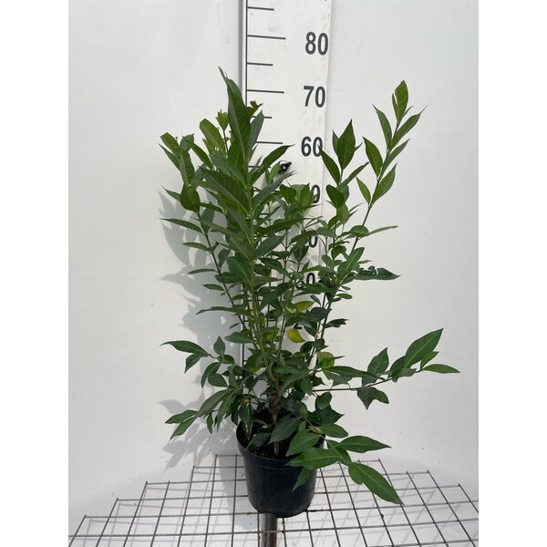 Euonymus europaeus 'Red Cascade' - 3,0L