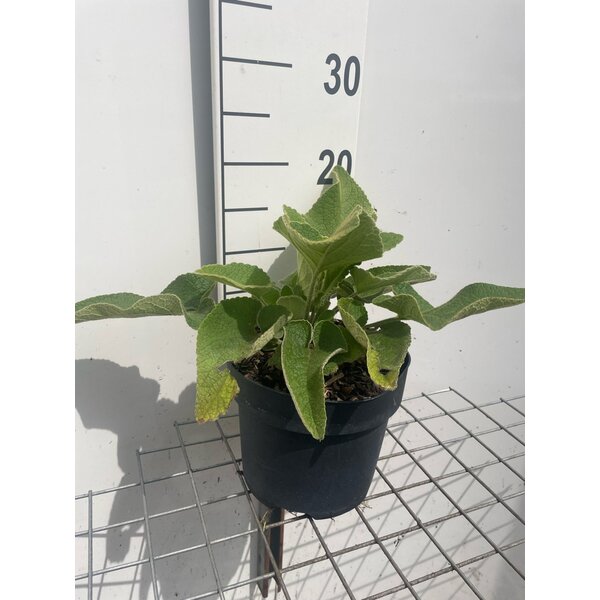 Phlomis russeliana - 3,0L