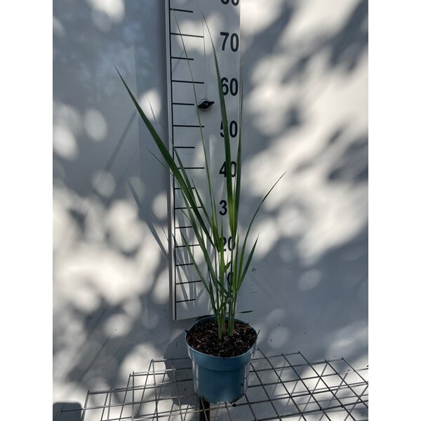 Panicum virgatum 'Northwind' - 2,0L