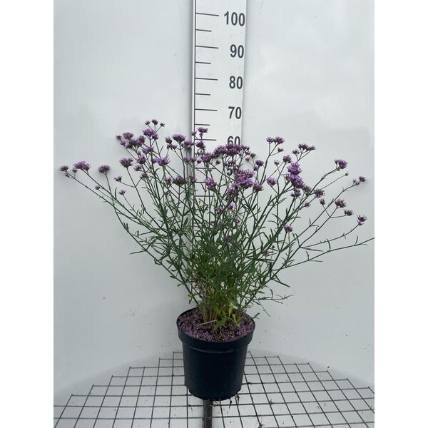 Verbena bon. 'Lollipop' - 7,5L