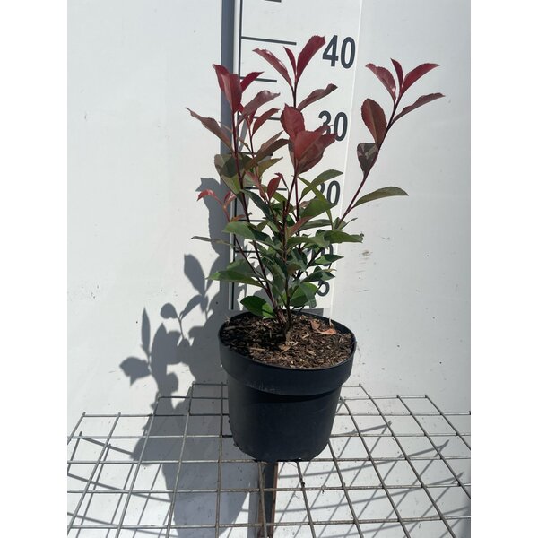 Photinia fraseri 'Robusta Compacta' carre rouge - 3,0L