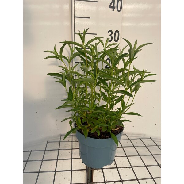 Cistus purpureus 'Alan Fradd' - 2,0L