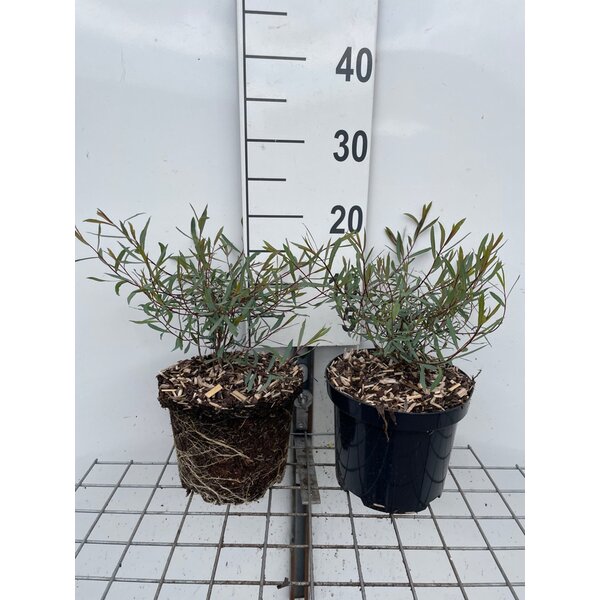 Salix purpurea 'Nana' - 3,0L