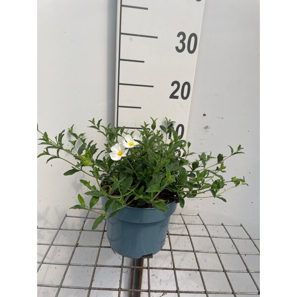 Cistus obtusifolius 'Thrive' - 2,0L