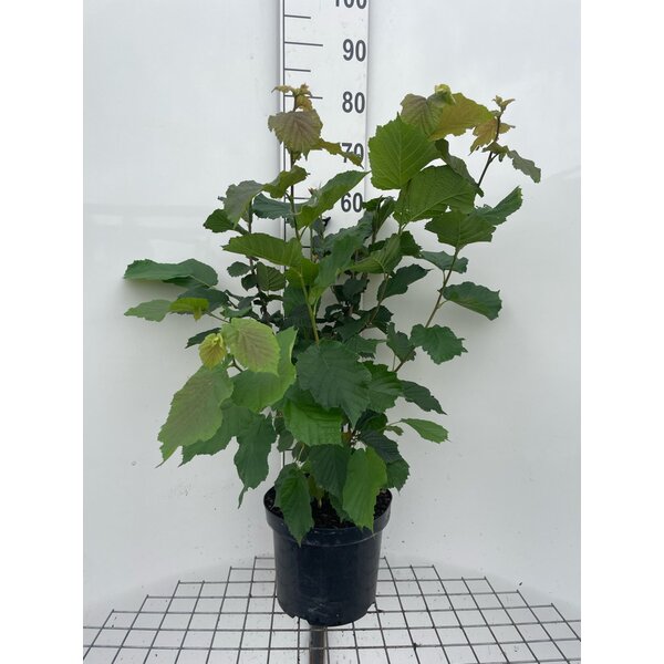 Corylus avellana - 7,5L