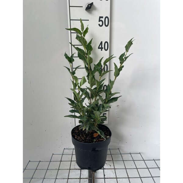 Syringa patula 'Miss Kim' - 3,0L