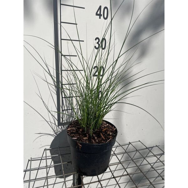 Miscanthus sin. 'Graziella' - 2,0L