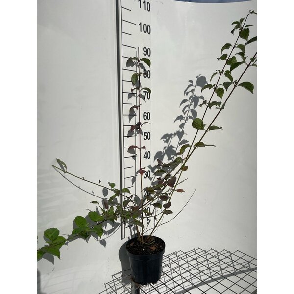 Cornus sanguinea - 3,0L 80+