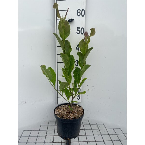 Magnolia st. 'Rosea' - 3,0L