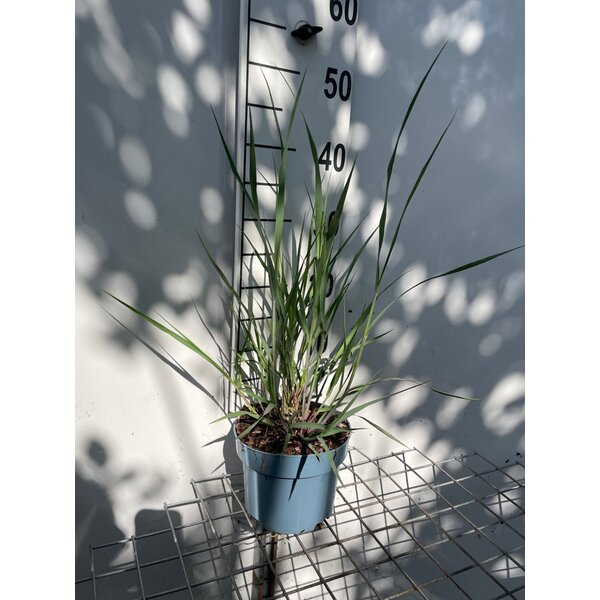 Panicum virgatum 'Heavy Metal' - 2,0L