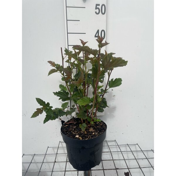 Physocarpus opulif. 'Red Baron' - 3,0L