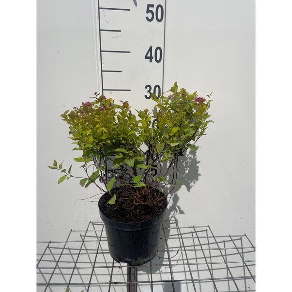 Spiraea jap. Magic Carpet - 3,0L