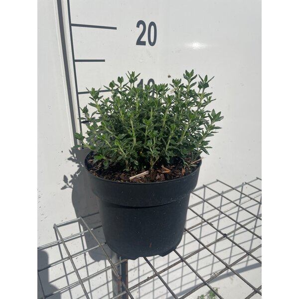 Teucrium lucidrys - 3,0L