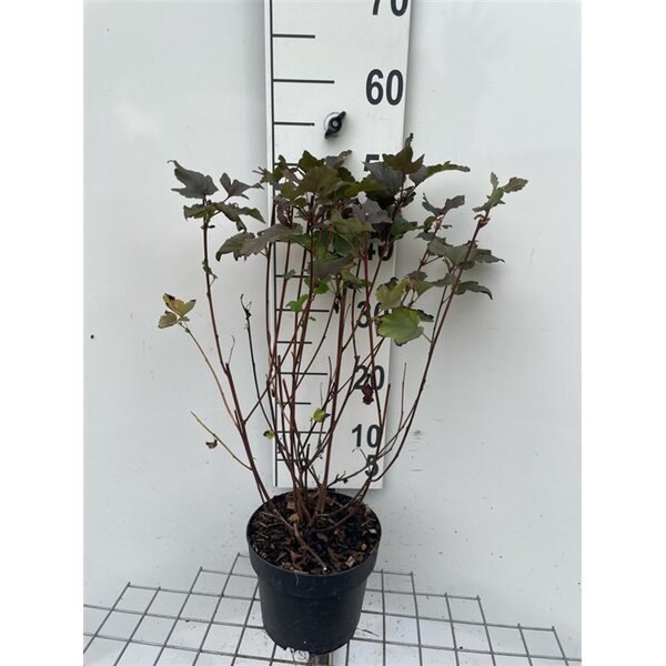 Physocarpus opulif. 'Diabolo' - 3,0L 50+