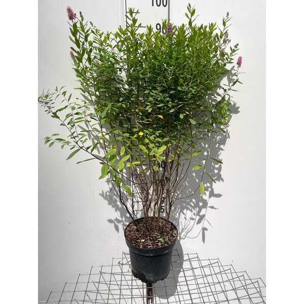 Spiraea billardii - 7,5L 80+