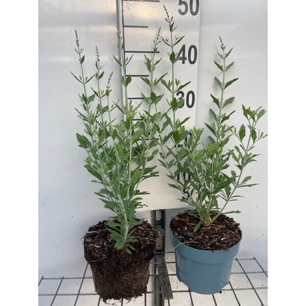Perovskia atripl. 'Little Spire' - 2,0L