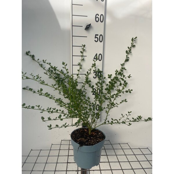 Ceanothus impressus 'Victoria' - 2,0L