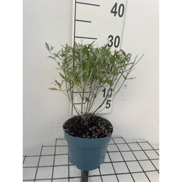 Perovskia 'Blue Spire' - 2,0L