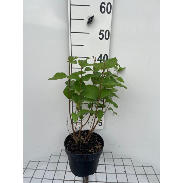 Syringa microphylla 'Superba' - 3,0L 30+