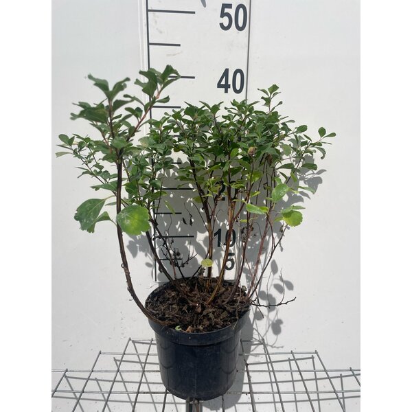 Spiraea betulifolia 'Tor' - 3,0L
