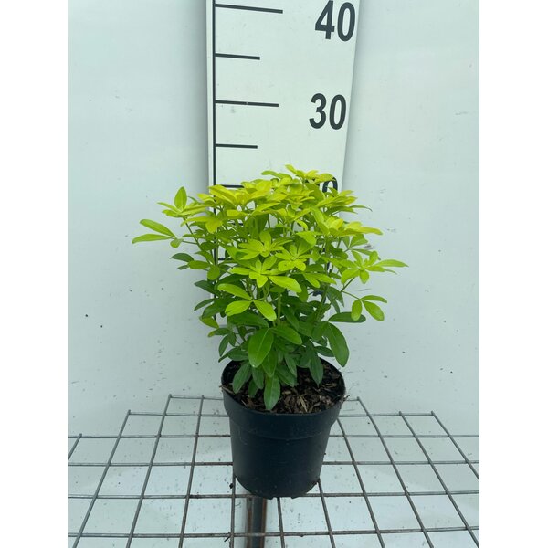 Choisya ternata Sundance - 1,3L