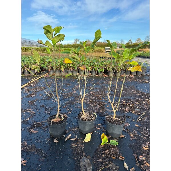 Magnolia 'Susan' - 3,0L 60+