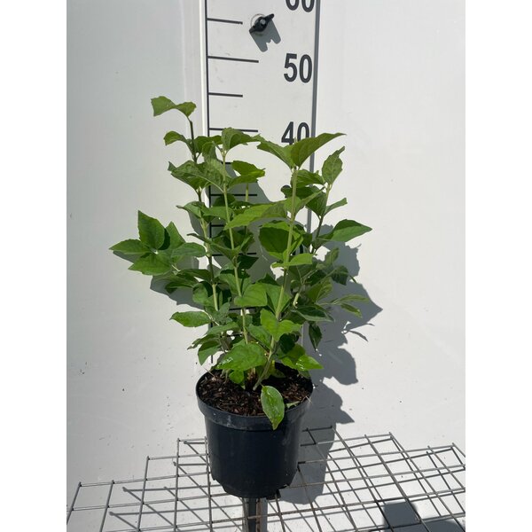 Philadelphus 'Virginal' - 3,0L