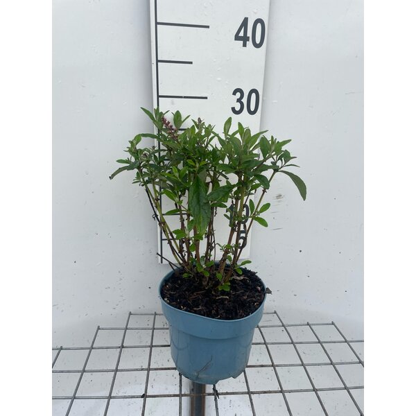 Buddleja d. Butt. Candy Little Ruby - 2,0L