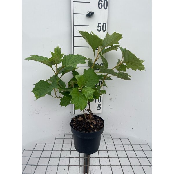 Hydrangea querc. Snow Queen - 3,0L