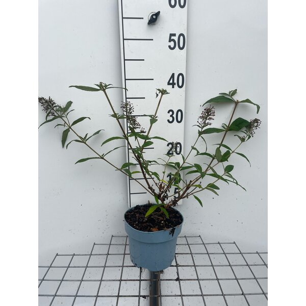 Buddleja d. 'Pink Delight' - 2,0L