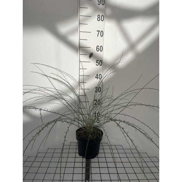 Genista lydia - 3,0L