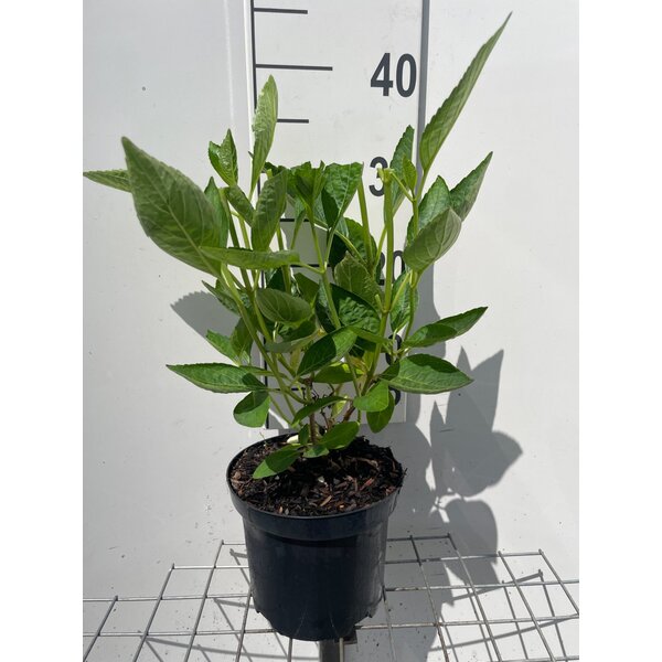 Hydrangea m. 'Libelle' - 3,0L