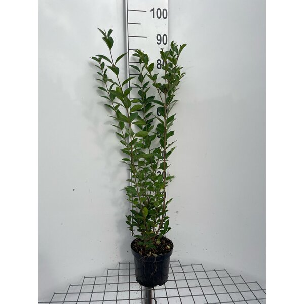 Ligustrum ovalifolium - 3,0L 80+