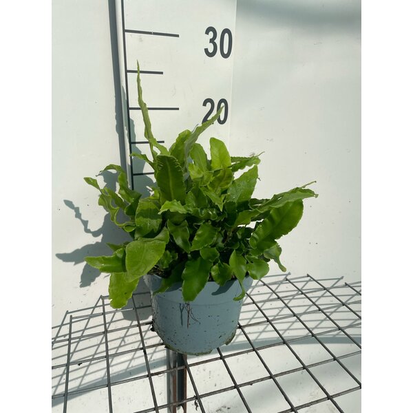 Asplenium scolopendrium - 2,0L