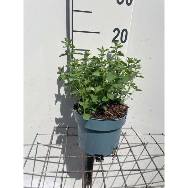 Nepeta 'Six Hills Giant' - 2,0L