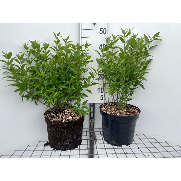 Deutzia gracilis - 7,5L