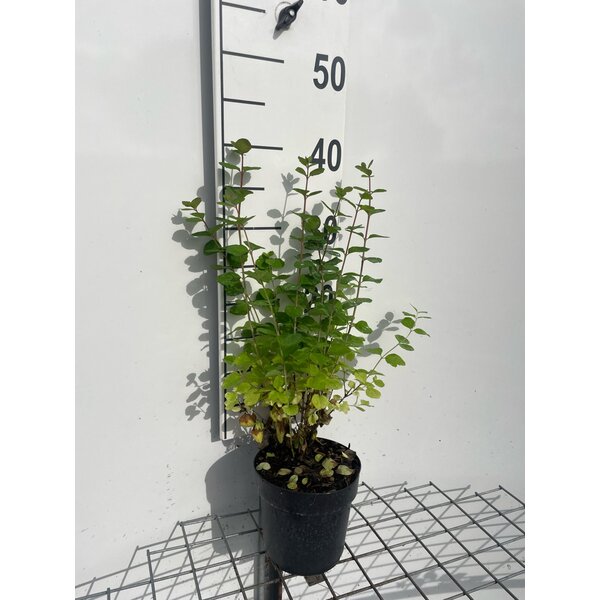 Symphoricarpos d. 'Mother of Pearl' - 1,3L 30+