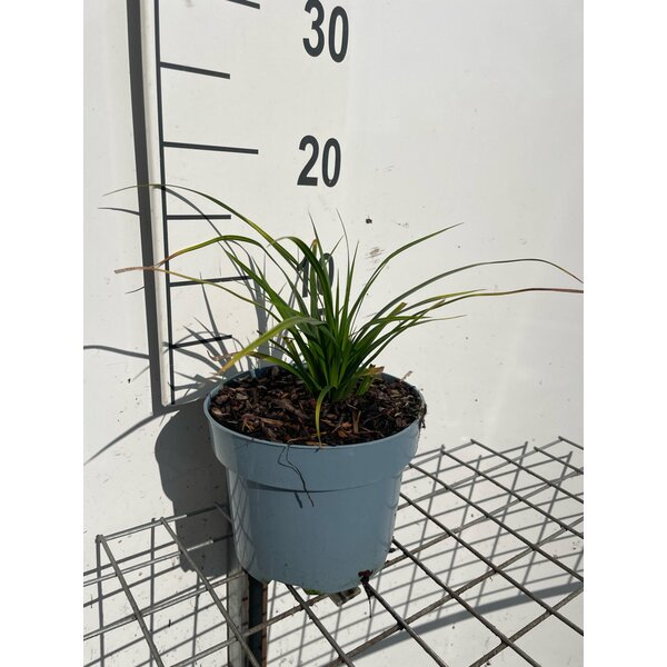 Carex morrowii - 2,0L