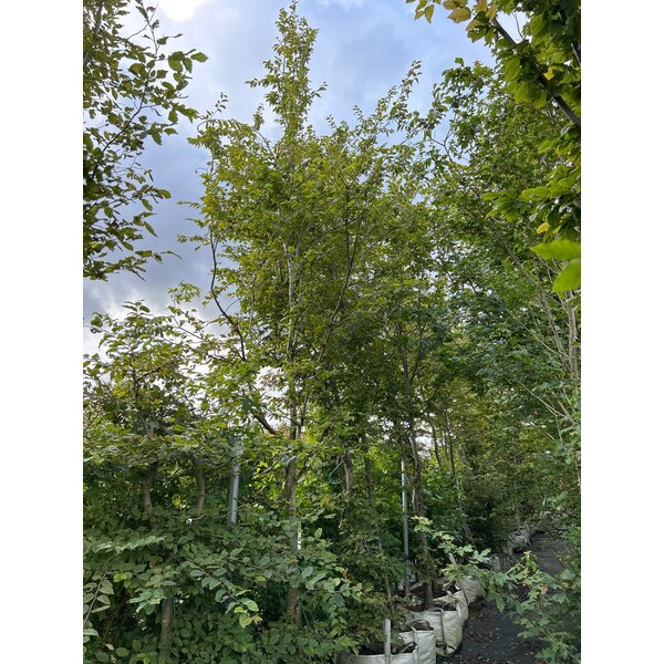 Carpinus betulus - 100L 350+