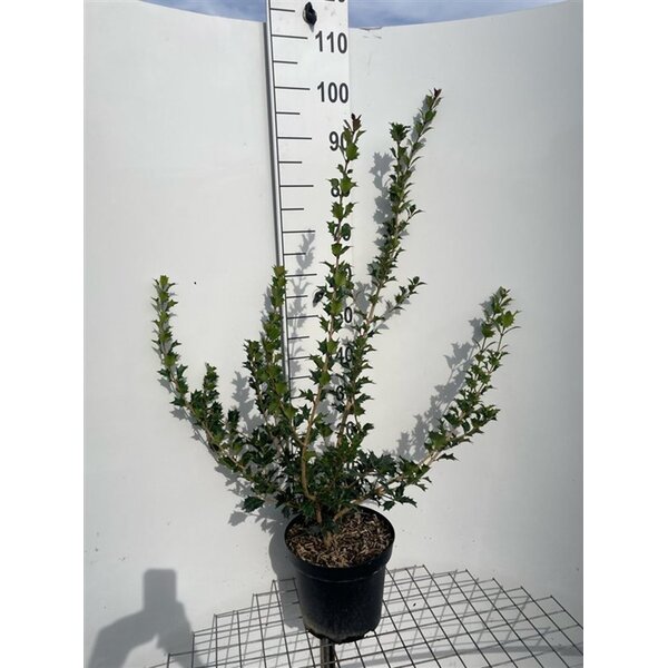 Osmanthus heterophyllus - 7,5L 80+