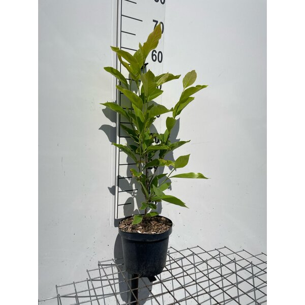 Magnolia soulangeana - 3,0L 60+