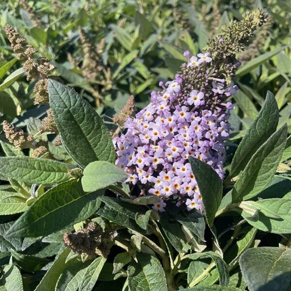 Buddleja d. Butt. Candy Lila Sweetheart